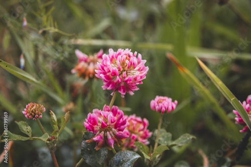 pink alsike clover flower photo