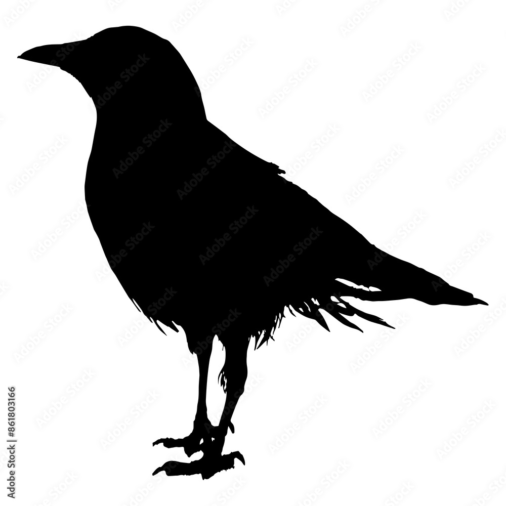 Fototapeta premium A silhouette of a crow
