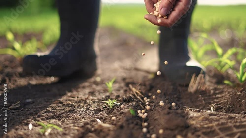 Agriculture. Hand planting a grain of soybeans. Farm man crop concept. Farmer planting a field of peas. Farmer planting soybeans lifestyle and peas field by. hand. agriculture business farm concept.