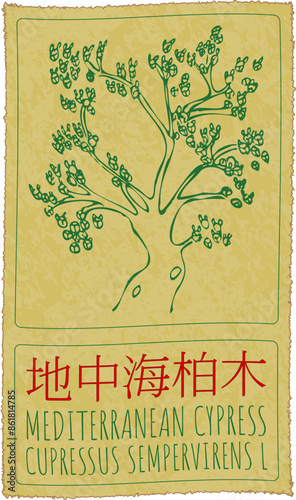 Vector drawing MEDITERRANEAN CYPRESS in Chinese. Hand drawn illustration. The Latin name is CUPRESSUS SEMPERVIRENS L.
