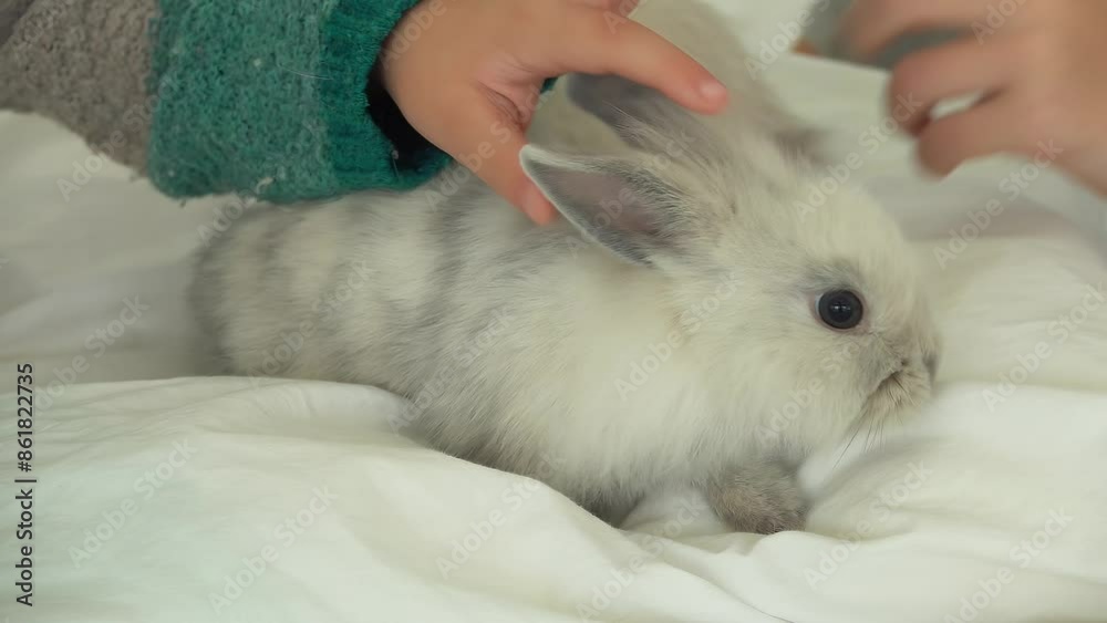Happy brunette girl is caressing a cute grey fluffy little rabbit . High quality 4k footage Happy brunette girl is caressing a cute grey fluffy little rabbit . High quality 4k footage