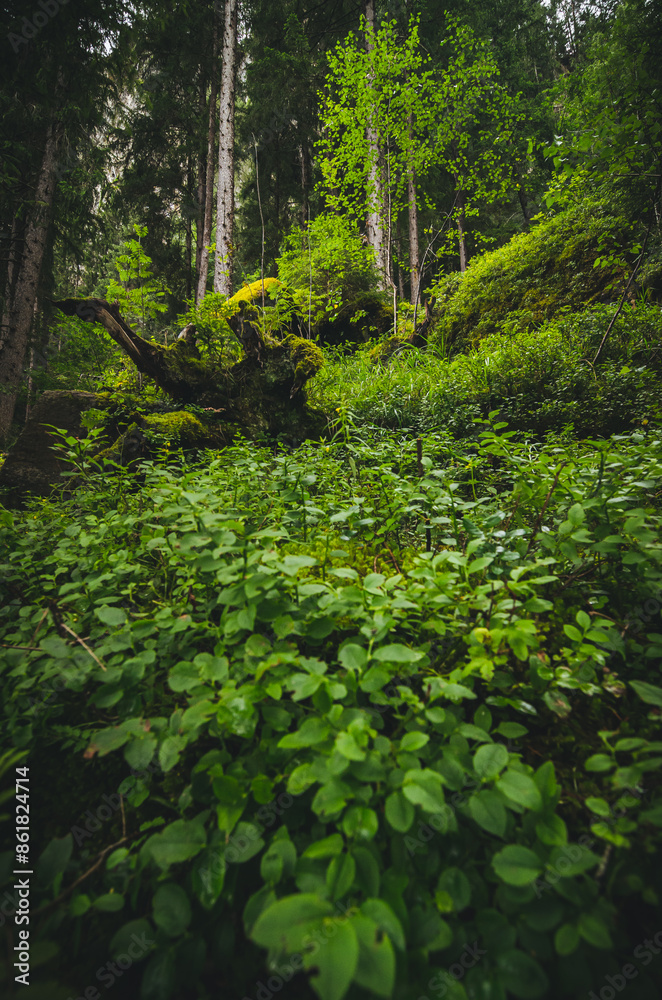 Fototapeta premium Lush green forest
