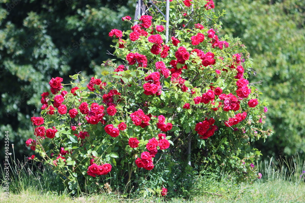 Obraz premium Sweden. Rosa is the collective name of species and varieties of representatives of the genus Rosehip, grown by man and growing in the wild. 