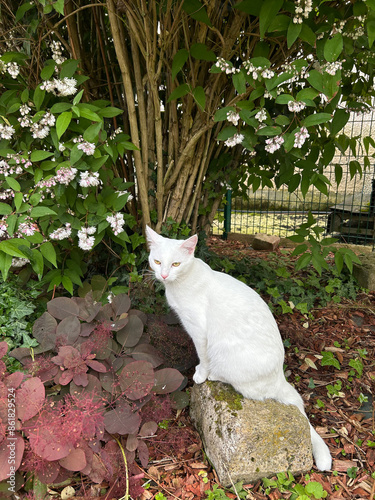 Chatte blanche