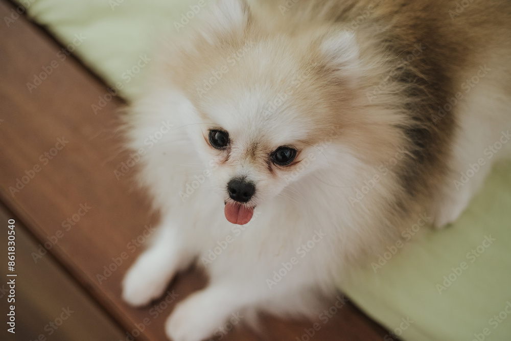 Beautiful dog - pomeranian Spitz. Puppy dog cute pet happy smile playing in nature Beautiful dog - pomeranian Spitz. Puppy dog cute pet happy smile playing in nature