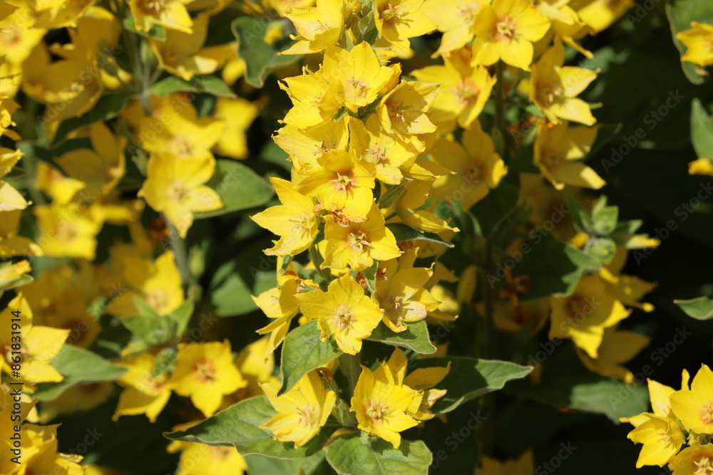 Sweden. Lysimachia is a genus consisting of 193 accepted species of flowering plants traditionally classified in the family Primulaceae. Sweden. Lysimachia is a genus consisting of 193 accepted species of flowering plants traditionally classified in the family Primulaceae.