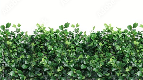  A lush, well-maintained green leaves wall, standing out sharply against a white transparent background, showcasing realistic foliage and intricate leaf patterns.