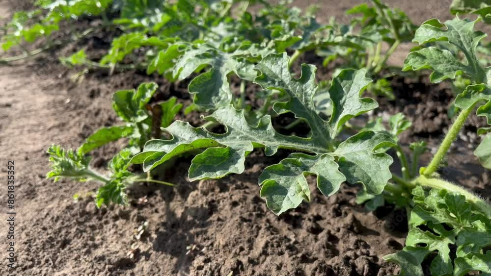 watermelon growing on a bed in a vegetable garden watermelon growing on a bed in a vegetable garden