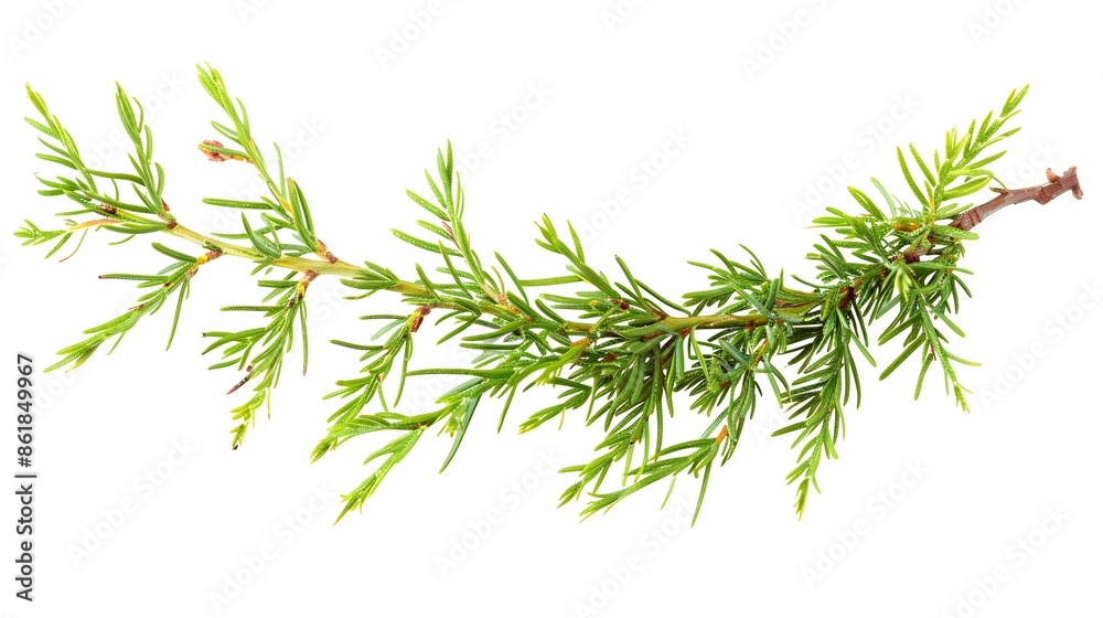 Fresh Green Juniper Branch Isolated on White. Aromatic Evergreen Sprig for Design or Background Fresh Green Juniper Branch Isolated on White. Aromatic Evergreen Sprig for Design or Background