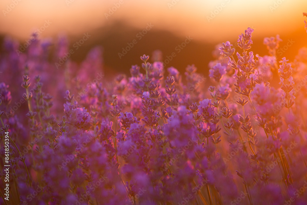 Field of lavender in the sunset light. Background with golden light. Purple lavender. Field of lavender in the sunset light. Background with golden light. Purple lavender.