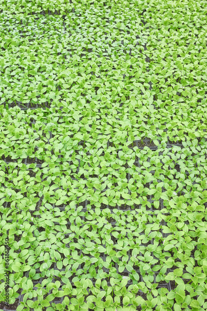 Cucumber seedlings in nursery trays, agriculture background. Cucumber seedlings in nursery trays, agriculture background.
