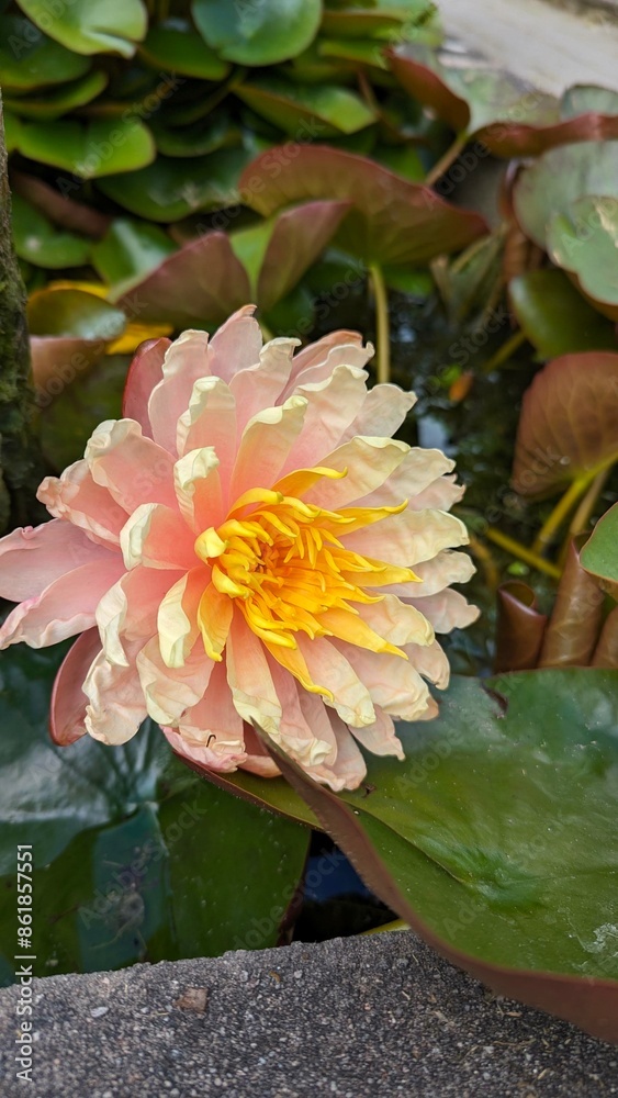 Close-up of a vibrant water lily flower in full bloom Close-up of a vibrant water lily flower in full bloom