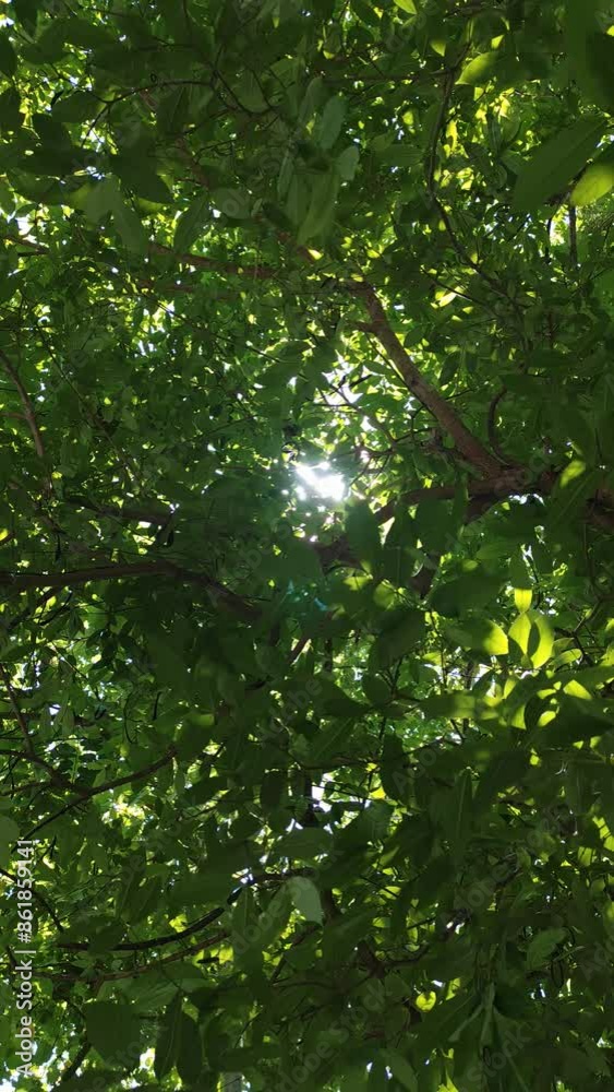 green leaves in the forest , sun light green leaves in the forest , sun light