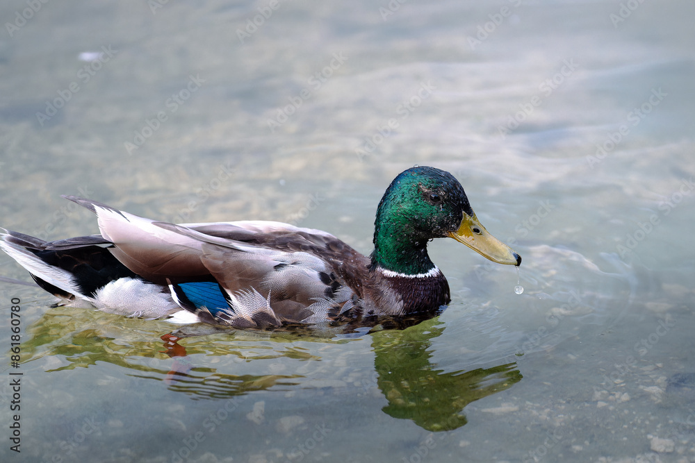 Fototapeta premium Kaczka