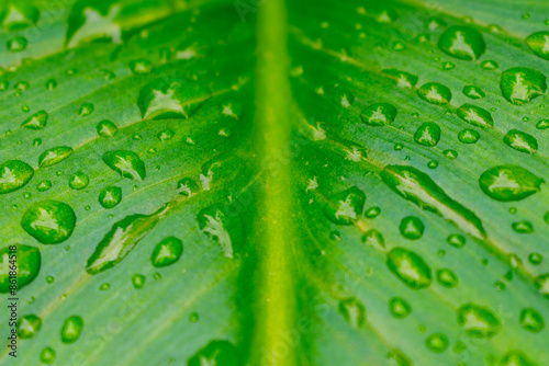 Close-up of green leaf with fresh raindrops, highlighting nature's textures