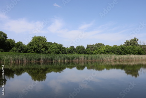 Still water of a pond reflecting the trees growing on its shore. Reed thickets. Landscape.