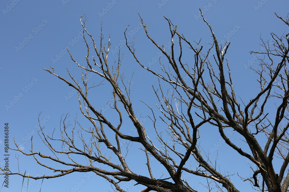 Spreading dry branches of an old, large tree without leaves against a blue sky background. Spreading dry branches of an old, large tree without leaves against a blue sky background.