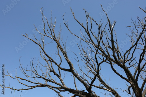 Spreading dry branches of an old, large tree without leaves against a blue sky background.