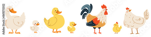 Set of flat vector illustrations on white background. Domestic birds with their children. Goose duck hen and rooster duckling chick chicken. Vector illustration