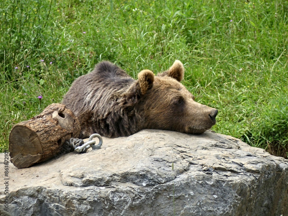 Obraz premium Han, Belgium - June 2024: Visit the magnificent Han animal park in Belgium View of a brown bear