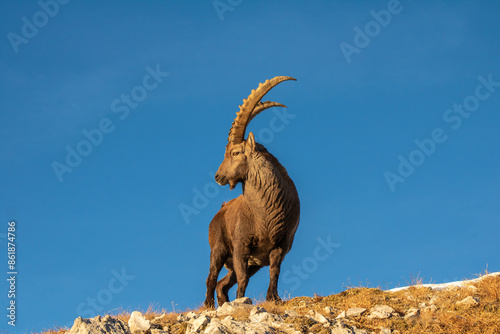 Alpine ibex enjoying the last rays of sunshine in the Lechtal Alps photo