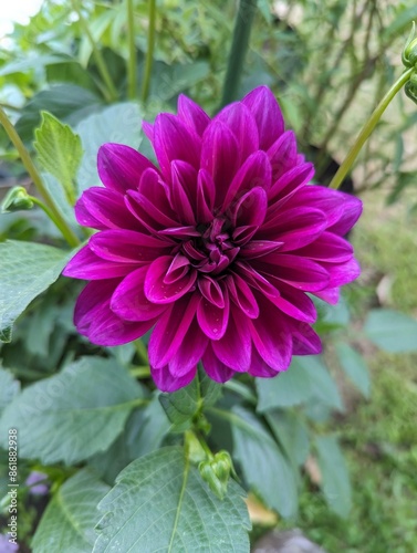 deep purple thomas edison dahlia flower blooming bloom garden 