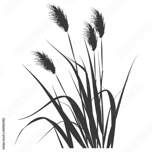 Pampas Grass Silhouette: Elegant Black and White Reed Stalks