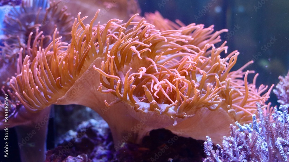 coral reef in aquarium coral reef in aquarium