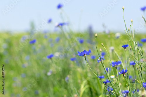 Cornflower, Centaurea cyanus Rare flower of Arable Fields. blue wildflowers, natural floral background. Wild flowers. summer meadow flower, blooms beautifully in blue.