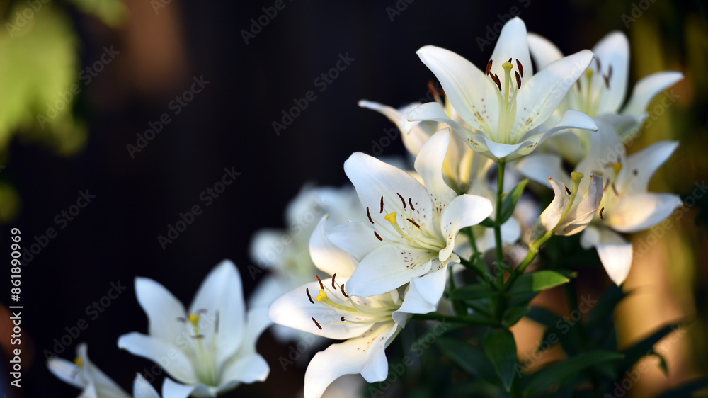 Obraz premium Lilium. white lily. beautiful lily flower, close-up. delicate white lilies in the garden, in the flowerbed. floral background. summer garden