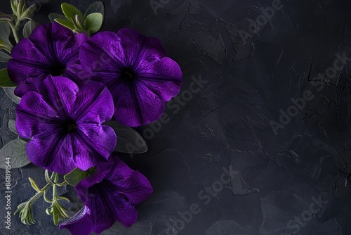 A blooming petunia, its deep purple flowers cascading elegantly against a dark charcoal background. The image focuses on the velvety texture and vibrant color of the petunia.