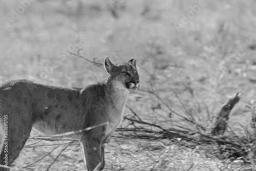 black and white photograph of a puma in the wild photo