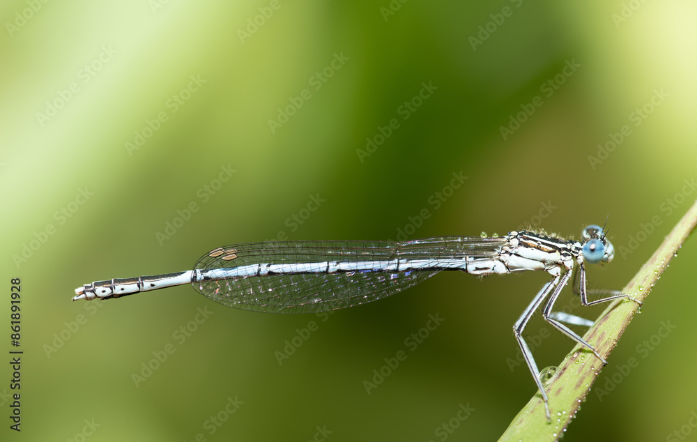 Close-up of a small, delicate dragonfly hanging from a blade of grass. Small dewdrops are on the grass and on the dragonfly. The sun is shining in the background. Close-up of a small, delicate dragonfly hanging from a blade of grass. Small dewdrops are on the grass and on the dragonfly. The sun is shining in the background.