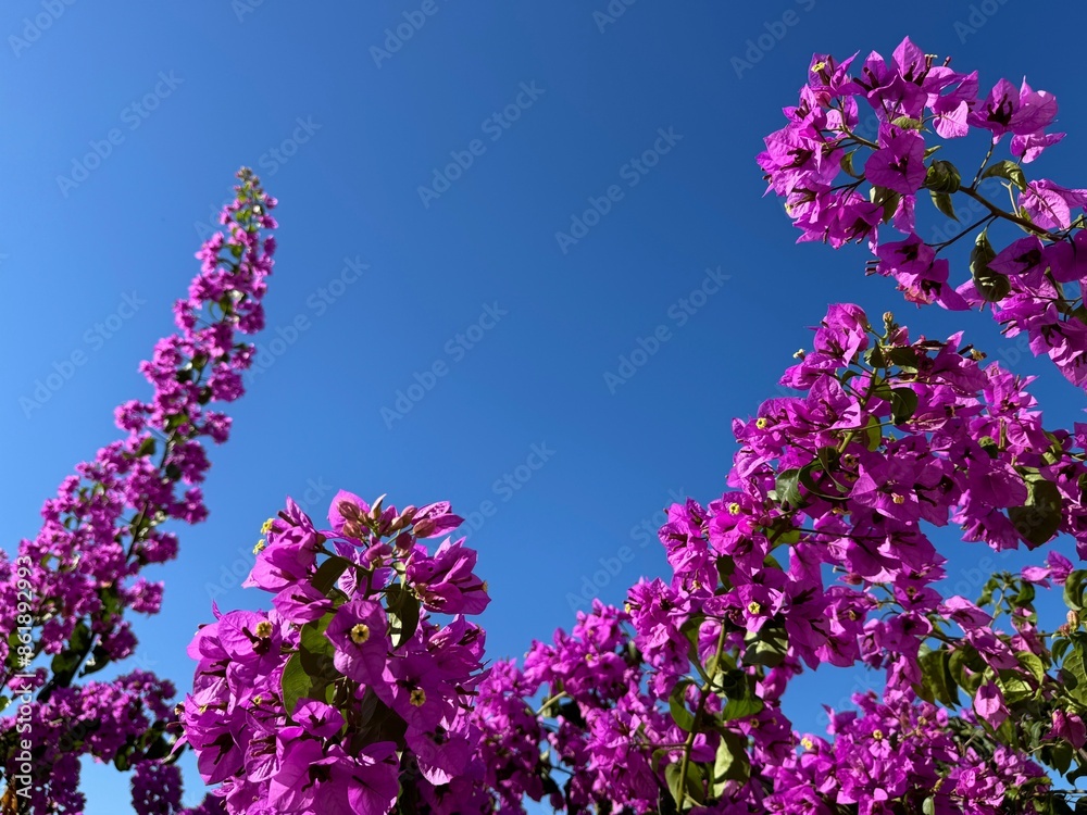 Amazing bougainvillea pink blossom against sky Amazing bougainvillea pink blossom against sky
