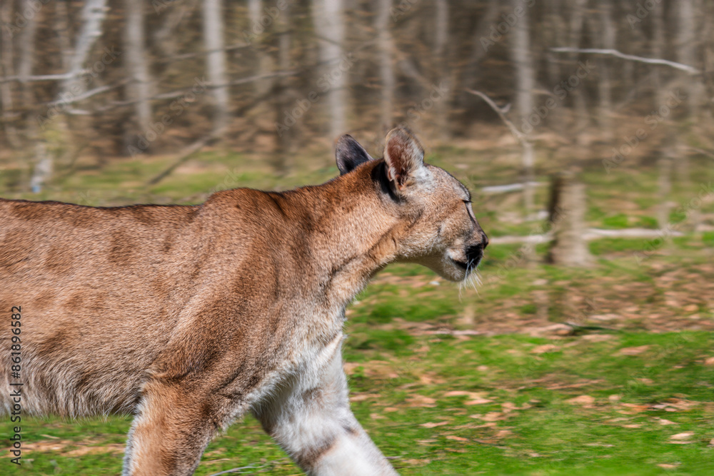 Naklejka premium photograph of a puma in the wild