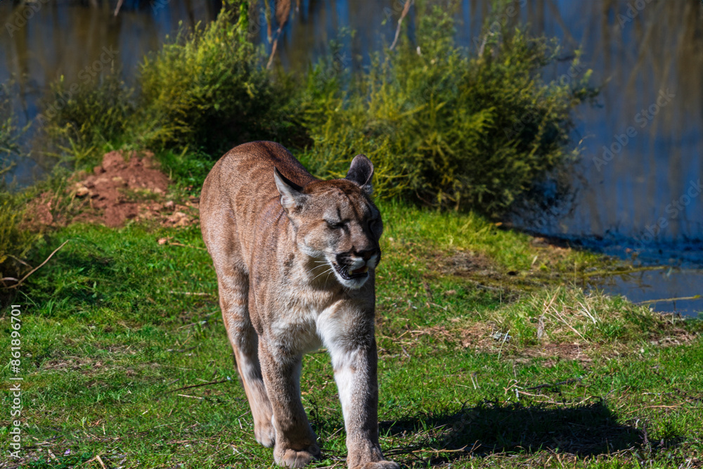 Fototapeta premium photograph of a puma in the wild