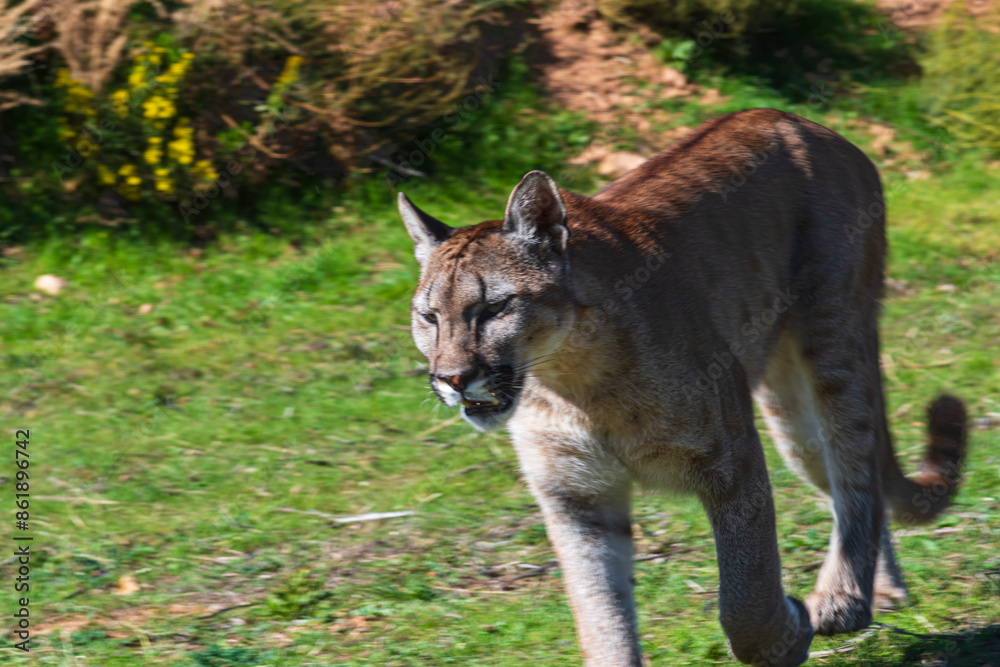 Naklejka premium photograph of a puma in the wild