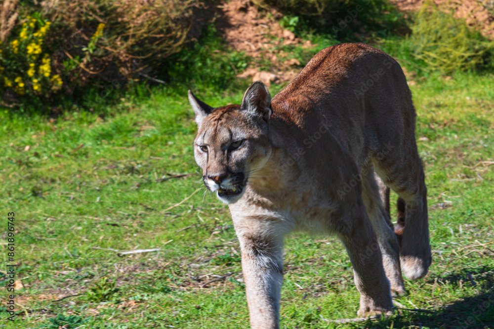 Fototapeta premium photograph of a puma in the wild
