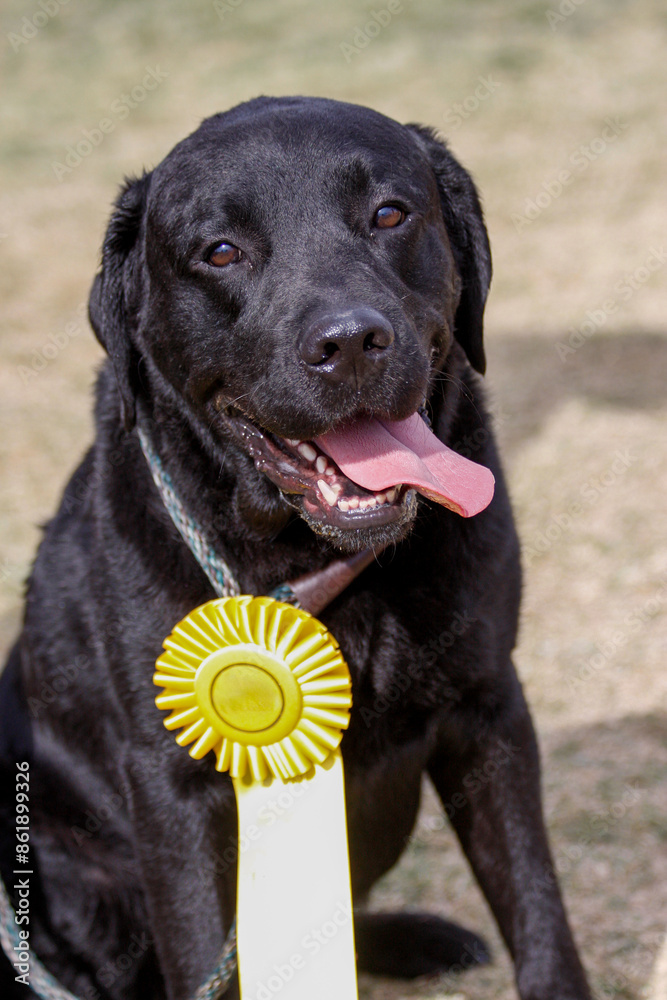Black Labrador Retriever with a yellow ribbon around his neck Black Labrador Retriever with a yellow ribbon around his neck