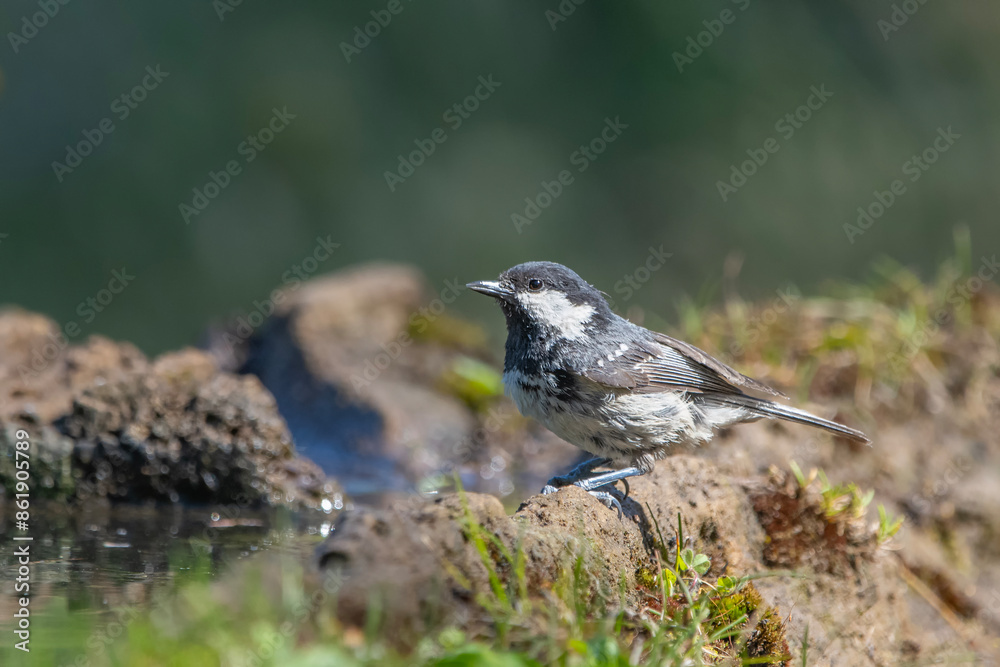 Çam baştankarası » Coal Tit » Periparus ater Çam baştankarası » Coal Tit » Periparus ater