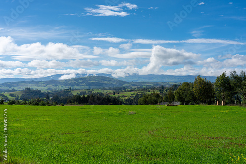 Cow grazing area in a Colombian landscape