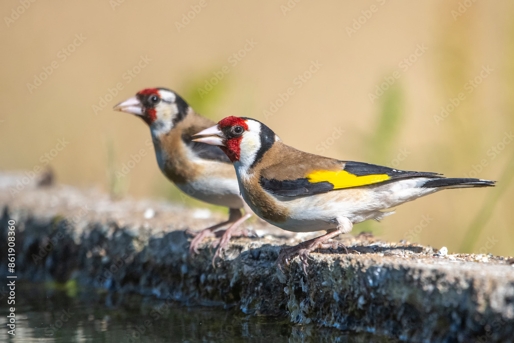 Saka » European Goldfinch » Carduelis carduelis Saka » European Goldfinch » Carduelis carduelis