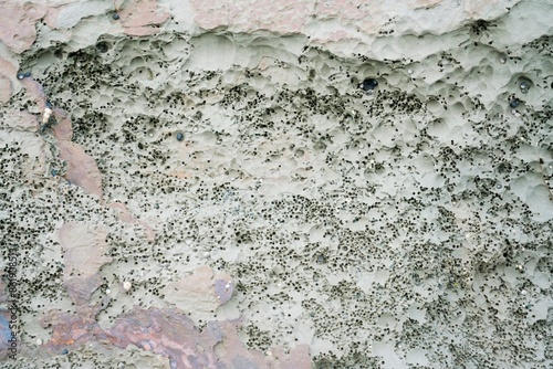 Принти на полотні Close-up of the holey coastal rock texture