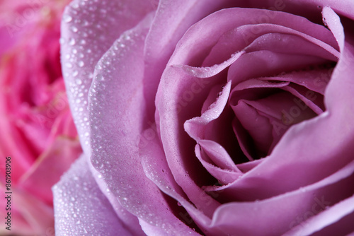 ピンクの薔薇のクローズアップ