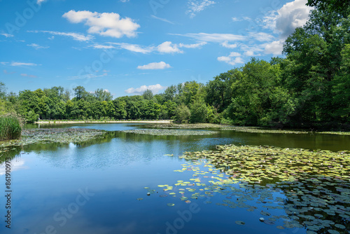 Fototapeta Waterlilies in the lake of Saint-Cucufa
