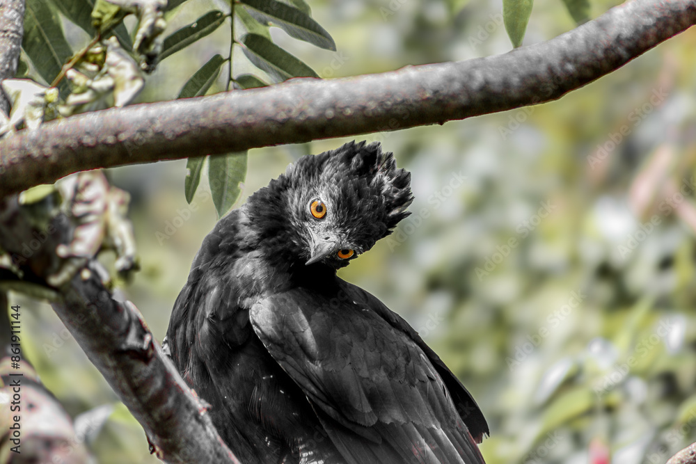 Fototapeta premium Águila negra 