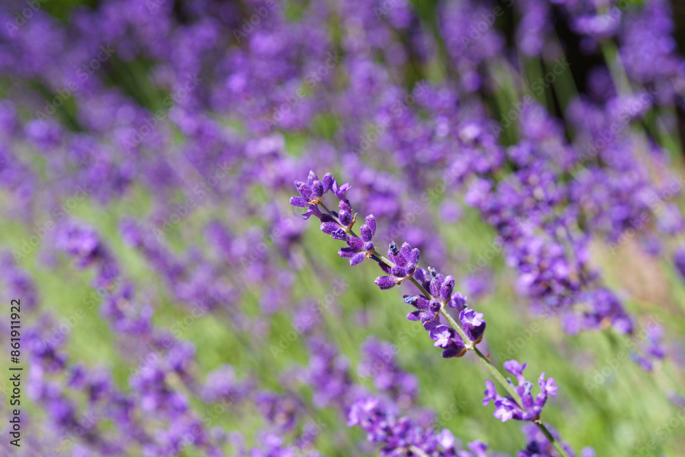 Fototapeta premium Blooming violet lavender flower close up, macro on lavander field background in the garden, park, flowerbed. Gardening, landscape design element, aromatherapy, medical herb