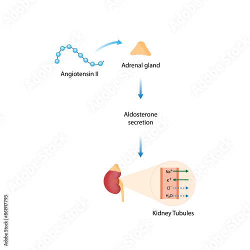 Angiotensin II acts on adrenal gland. Aldosterone secretion. Renin-Angiotensin-Aldosterone System, RAAS. Blood pressure regulation. Vector illustration.