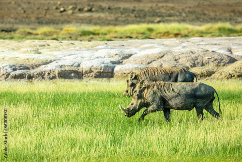 Wild warthogs family feeding at the grass field, near lake Abbe, Dikhil region, Djibouti photo