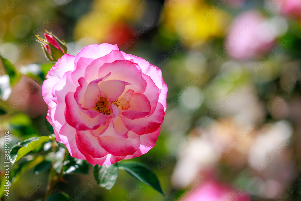 Obraz premium A pink flower with a white center is the main focus of the image